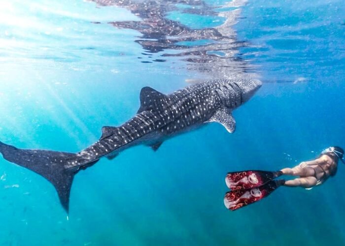 Китовые акулы в Ослоб