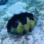 Гигантсике ракушки